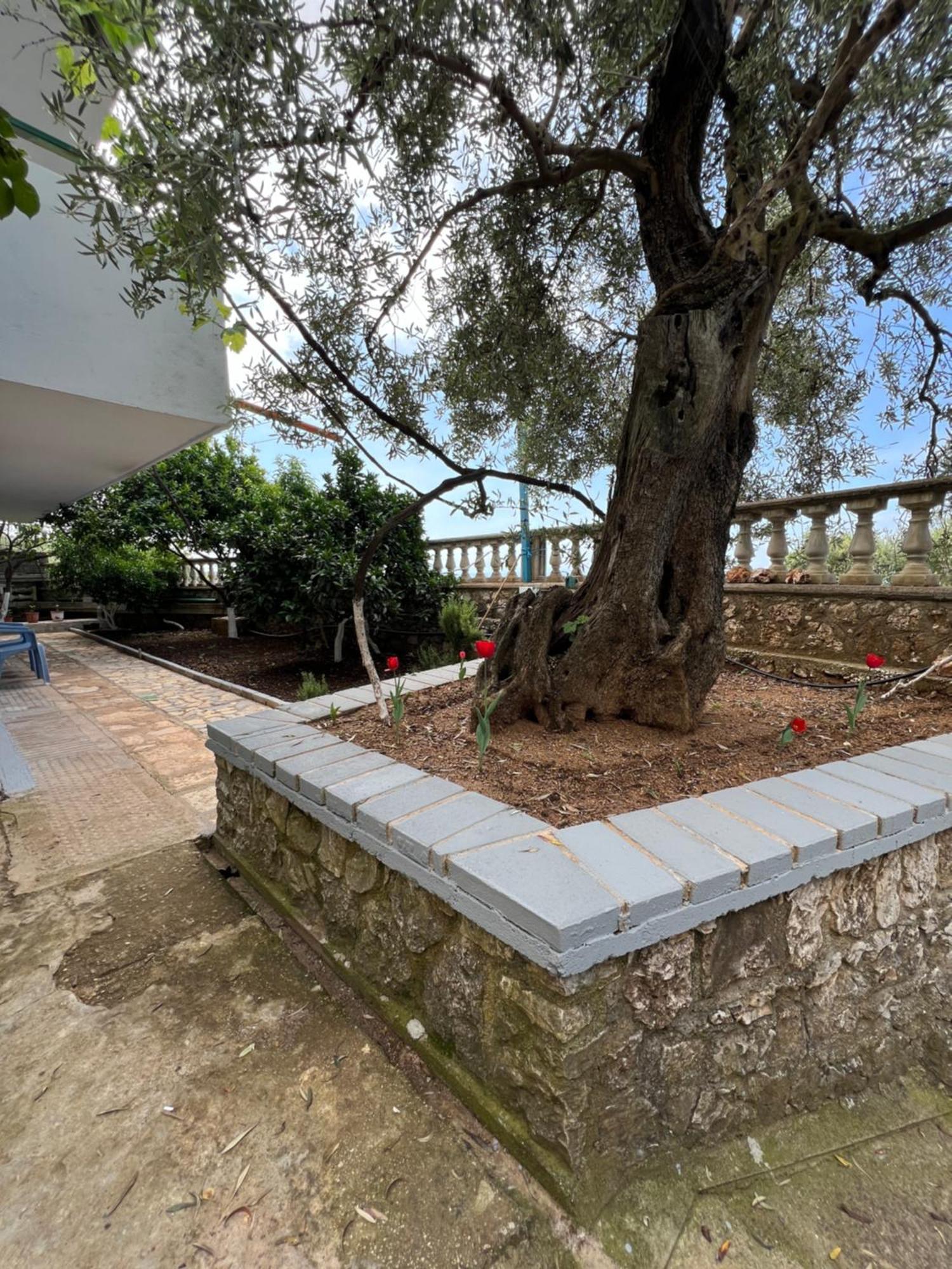 Petra Oliva Apartment Dhërmi Dış mekan fotoğraf